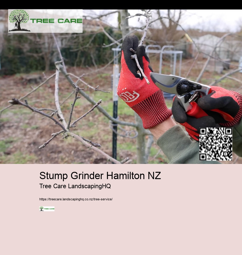 Tree Doctor Auckland