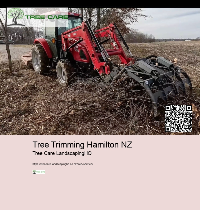 Arborist Cost NZ